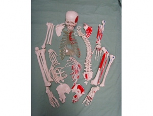 ZM1001-6 Unassembled human skeleton with muscle starting and ending point model