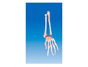 ZM1026-4 Palm bone with ulna and radius