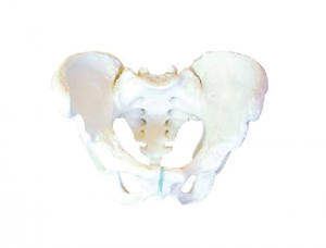 ZM1025 Male pelvis model