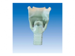 ZM1077 Laryngeal cartilage