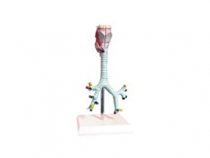 ZM1080-2 Anatomical model of larynx, trachea, bronchi, and segmental bronchi