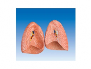 ZM1081-1 Lung Model