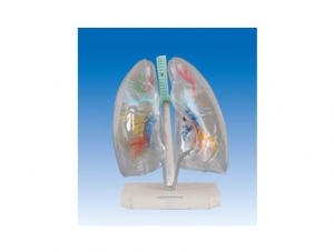 ZM1083 Clear lung segment