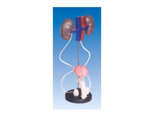 ZM1085 Male genitourinary system