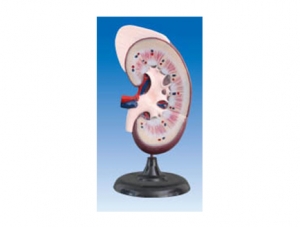 ZM1089-1 Kidney with adrenal gland model