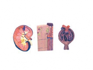 ZM1089-2 kidney, nephron, glomerulus magnified model