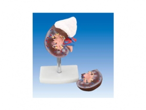 ZM1089-5 Kidney Anatomy Model