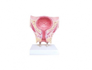 ZM1092 Female pelvis transvesical coronal cut model