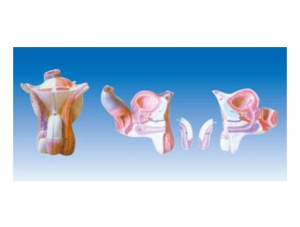 ZM1096 Anatomy of male internal and external genitalia