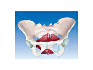 ZM1098 Female Pelvis and Pelvic Floor Muscle Model