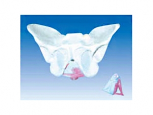 ZM1099 Male pelvis and pelvic floor muscle model