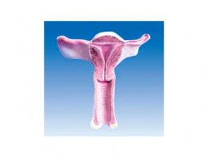 ZM1106 Female uterus