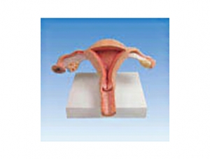 ZM1106-2 female uterus