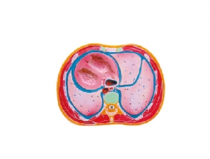 ZM1116 transverse thoracic cavity