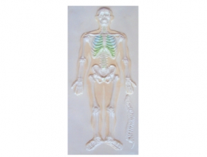 ZM1118-1 Human Skeletal System Relief