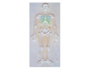 ZM1118-1 Human Skeletal System Relief