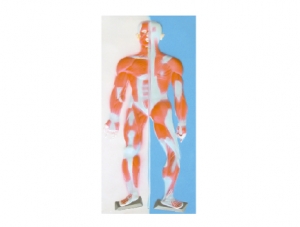 ZM1118-2 Human muscular system relief
