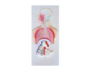 世界各地ZM1118-3 Human Respiratory System Relief