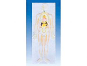 ZM1118-7 Human Nervous System