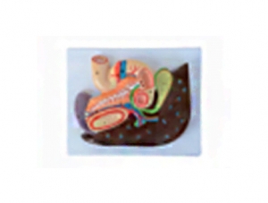 ZM1118-10 Relief of liver, gallbladder, pancreas and spleen