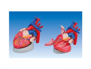 ZM1119 cardiac anatomy magnification
