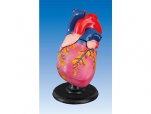 ZM1119-1 cardiac anatomy magnification