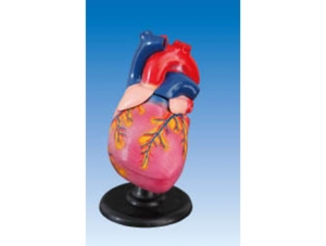 ZM1119-2 cardiac anatomy magnification