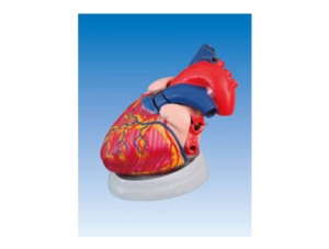 ZM1119-3 cardiac anatomy magnification