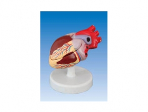 ZM1119-4 Heart Anatomy