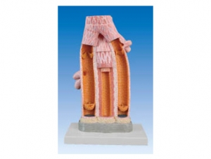 ZM1122 Artery and Vein Anatomical Enlargement Model