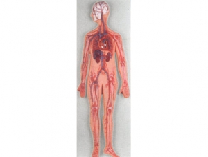 ZM1123 Blood Circulation Model
