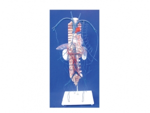 ZM1127 Portal vein and collateral circulation