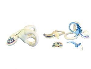 ZM1134 Inner ear anatomical magnification