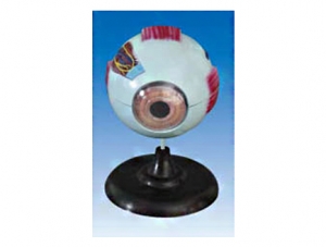 ZM1135 eyeball anatomy magnification