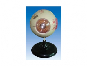 ZM1136 eyeball anatomy magnification
