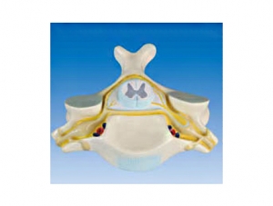 ZM1143 Spinal cord cross section magnification