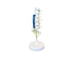 ZM1146 Model of the relationship between lumbosacral vertebrae anatomy and spinal nerves