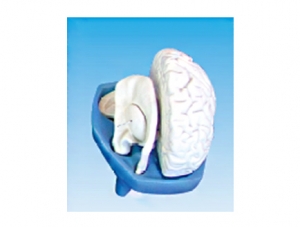 ZM1147-2 Anatomical model of brain fiber bundles