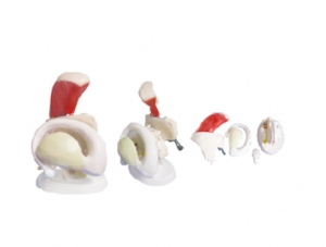 ZM1149 Model of thalamic nucleus bundle and striatum