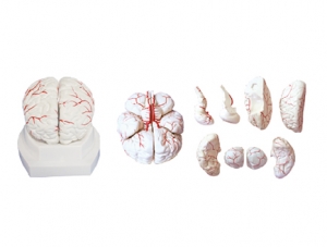 ZM1161 Brain and cerebral artery distribution