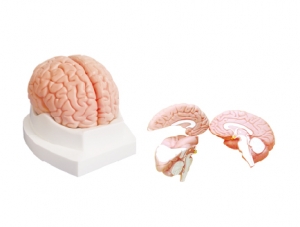 ZM1163 Brain Anatomy