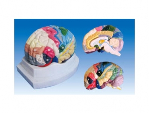 ZM1164 Brain Section Model