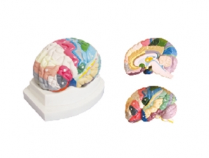 ZM1165 Cerebral cortex partition model