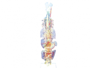 ZM1170 Autonomic nerve stereotype (with general introduction)