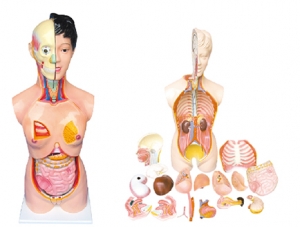 ZM1171-1 Female head and neck torso model