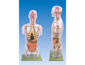 ZM1179 Transparent half-body torso with internal organs model