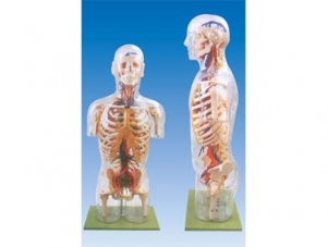 ZM1180 Transparent Half Body Torso with Main Vascular Nerve Model