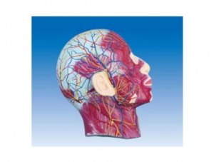 ZM1182 Facial superficial muscle neurovascular