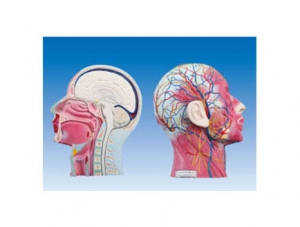 ZM1183 Head and Neck Midsagittal Section Attached Vascular Nerve Model