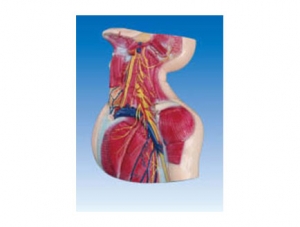 ZM1183-2 Nerve and Vascular Model of the Middle Neck